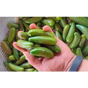 Cây giống bơ ngón tay loka