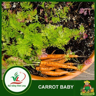 Hạt giống Carrot RUBY F1 TN 406