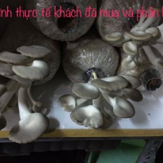 Phôi nấm bào ngư xám
