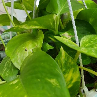Trầu bà chậu nhựa