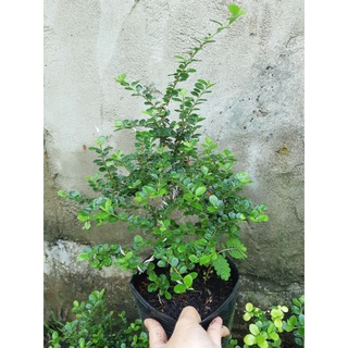 Cây sam trái bonsai
