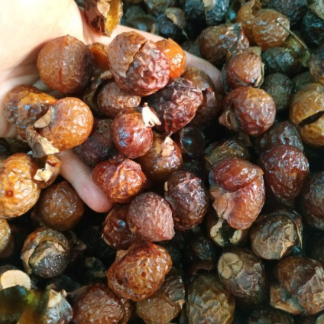 Quả bồ hòn