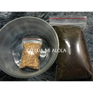 (FREE SHIP) Combo cỏ lúa mì/cỏ mèo/thỏ/chó tự trồng