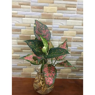 CÂY VẠN LỘC THỦY SINH