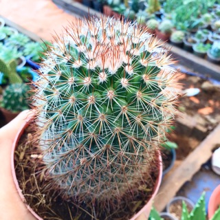 Xương rồng mammi gai đỏ