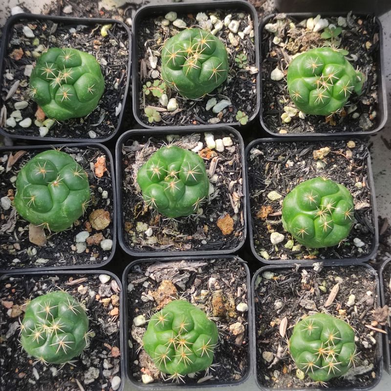 Xương rồng Coryphanta Elephant - Size cây 4-5cm - hoa tím