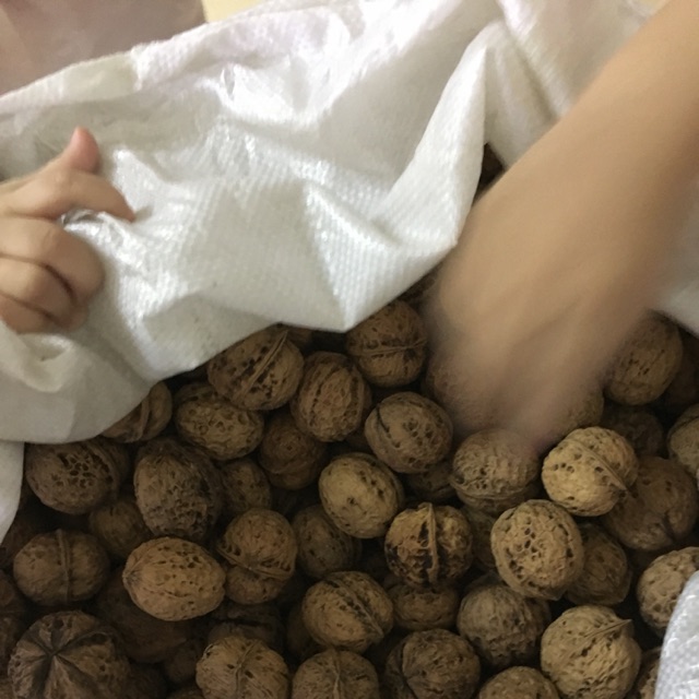 Quả óc chó