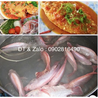 Cá diêu hồng