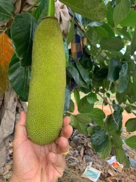 Mít Malaysia trái dài