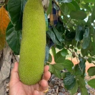 Cây 🌲 Mít Malaysia trái dài