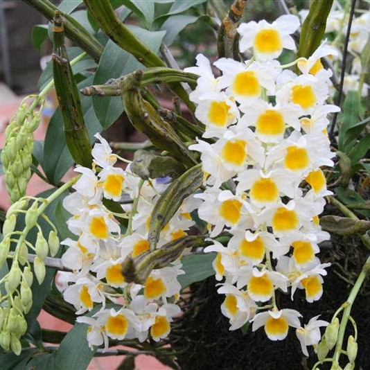 Phong lan rừng Đa Kia