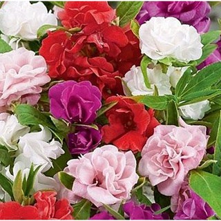 Hạt giống hoa Móng tay kép