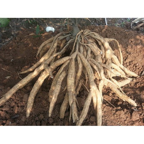 CÂY SẮN DÂY TA CAO SẢN, CÂY SẮN DÂY TA CAO SẢN- BẦU CÂY GIỐNG - BCGCSDG