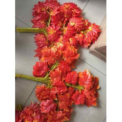 Combo 100 cành lá phong đỏ làm cây phong đỏ trang trí siêu đẹp