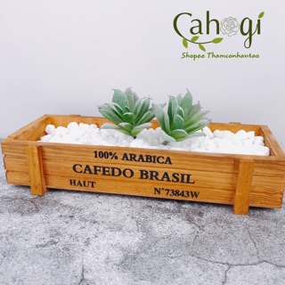 Cây Giả - Sen Đá Phủ Phấn SP090974