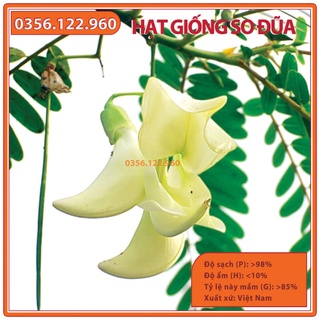 Hạt giống cây so đũa thái - gói 500 gam - hạt tuyển chọn loại 1 dùng cho chăn nuôi dê bò cá thỏ