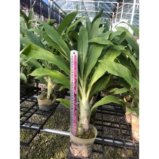 Lan thiên nga đen cây lớn