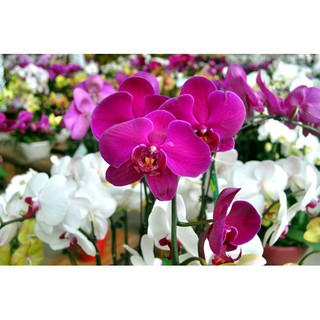 hoa lan hồ điệp đang nụ .