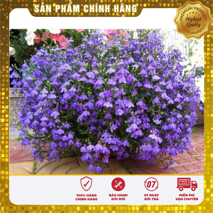 Hạt giống hoa Cúc Lobelia Nhiều màu gói 50 Hạt