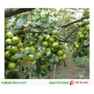 Cây giống táo Đài Loan