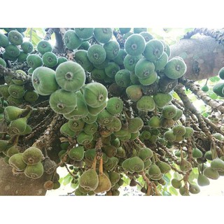 CÂY VẢ MẬT GIỐNG