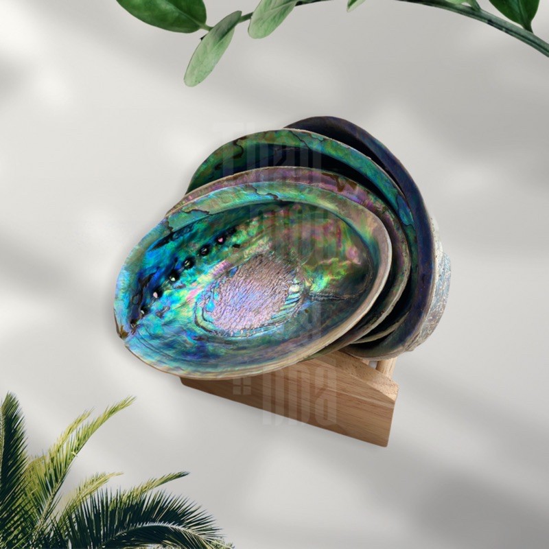 Đĩa ốc xà cừ New Zealand  - Natural Abalone Shell