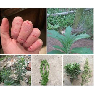 Cây Ngải Dại - cây giống (5 cây)