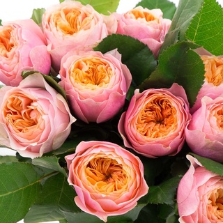 Hoa hồng ngoại Vuvuzela Rose - hồng bụi, hoa thơm