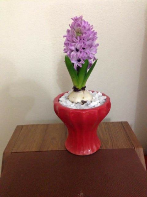 Củ Hoa Tiên Ông 7 màu Trồng Tết