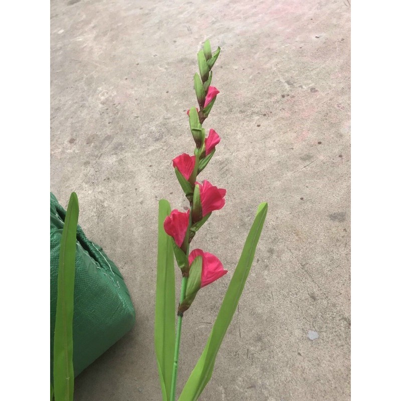 Cành hoa dơn cắm bình -1 bó /10 cành