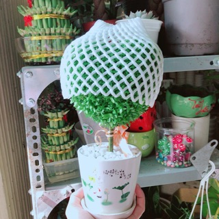 Chậu cây trái tim may mắn