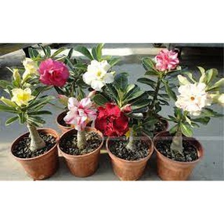 Hạt giống hoa sứ thái lan 10 hạt 10 màu
