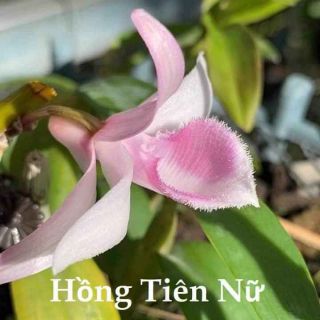 Hồng tiên nữ cây giống gieo hạt cao 4-5 cm