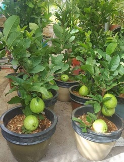 Cây ổi lùn đài loan