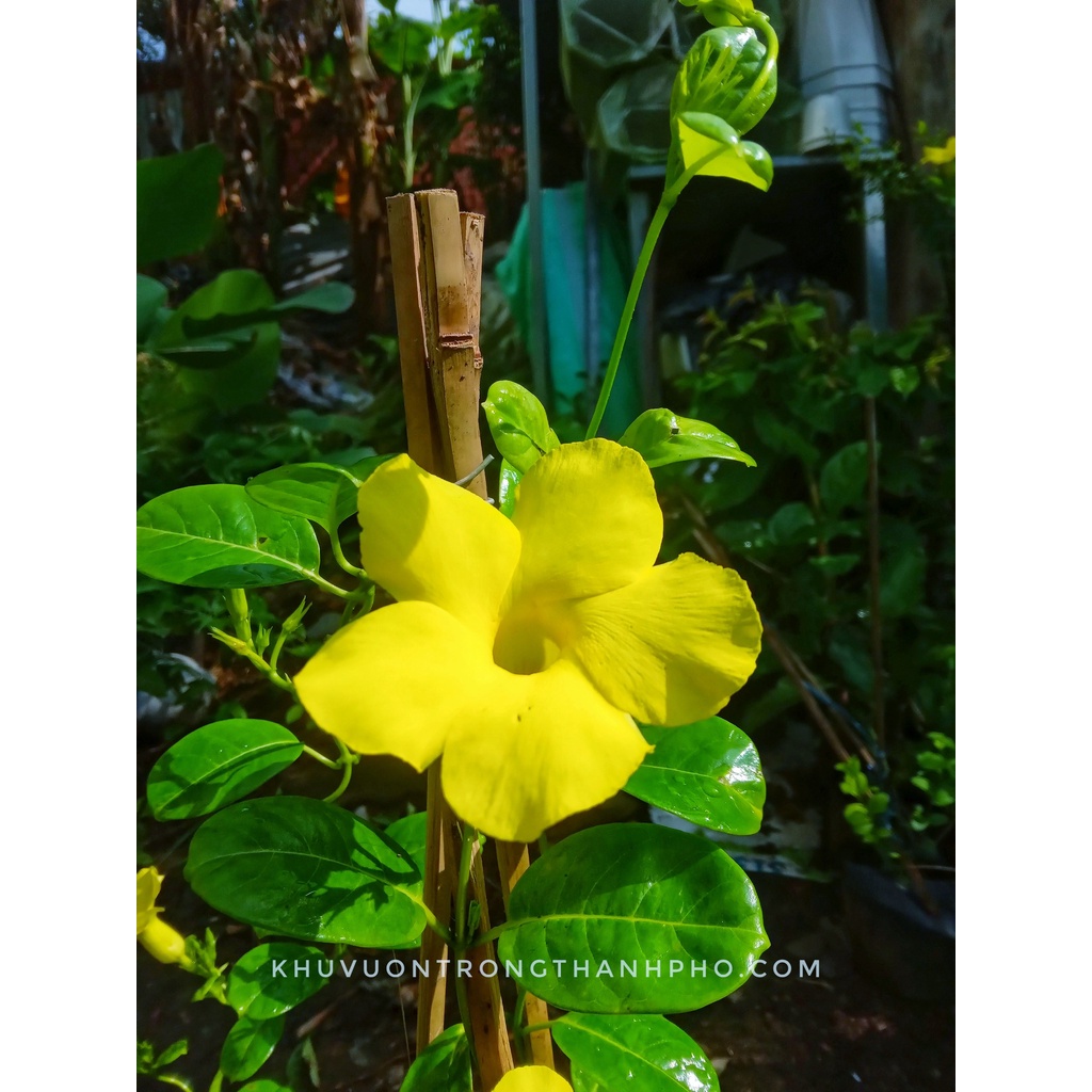 Cây Dây leo huỳnh đệ