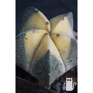 XƯƠNG RỒNG ASTRO VÀNG PHẤN