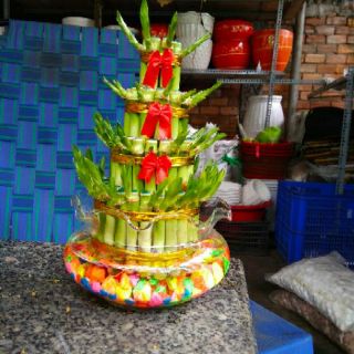 Phát Tài Búp Sen (Bao gồm chậu )