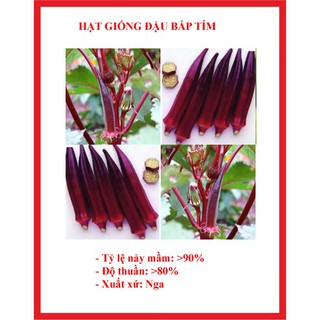 10 Hạt giống đậu bắp tím đậu băp tím