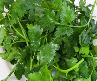 Hạt giống Rau mùi ta