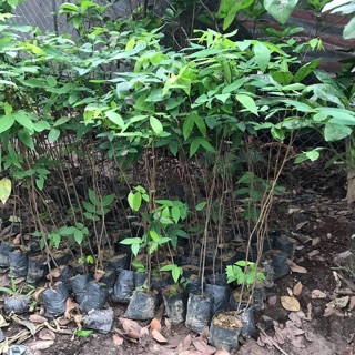 Cây muồng hoàng yến osakar vàng