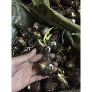 Siêu kích thích ra rễ