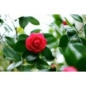 ☘️Hàng Nhật☘️Túi Dầu gội /xả chiết xuất từ dầu hoa trà Kumano 450ml
