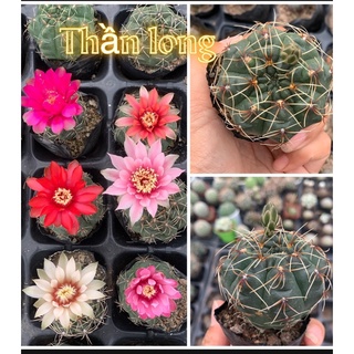 Xương rồng thần long 6 màu hoa chụp tại vườn