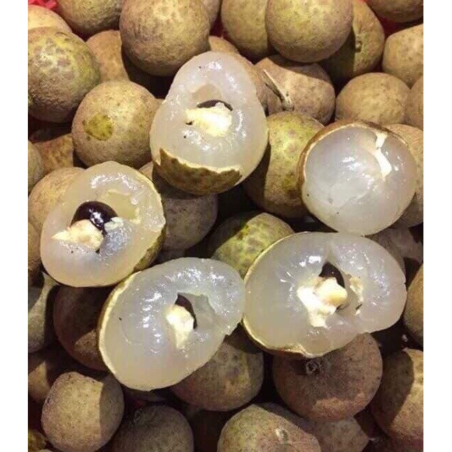 Nhãn Thái IDO - Cơm Dày Hạt Lép Thịt Ngọt - Laman Food