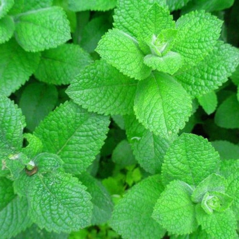 Hạt Giống Cây Bạc Hà Thái peppermint,gói 200 hạt