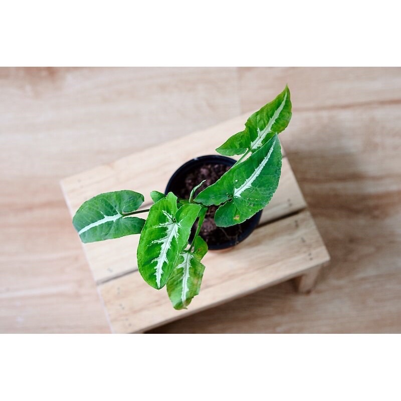 Chậu cây Syngonium wendlandii (Trầu Bà Nhung Sọc Trắng), trồng thuỷ sinh được.