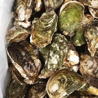 hàu sữa quảng ninh