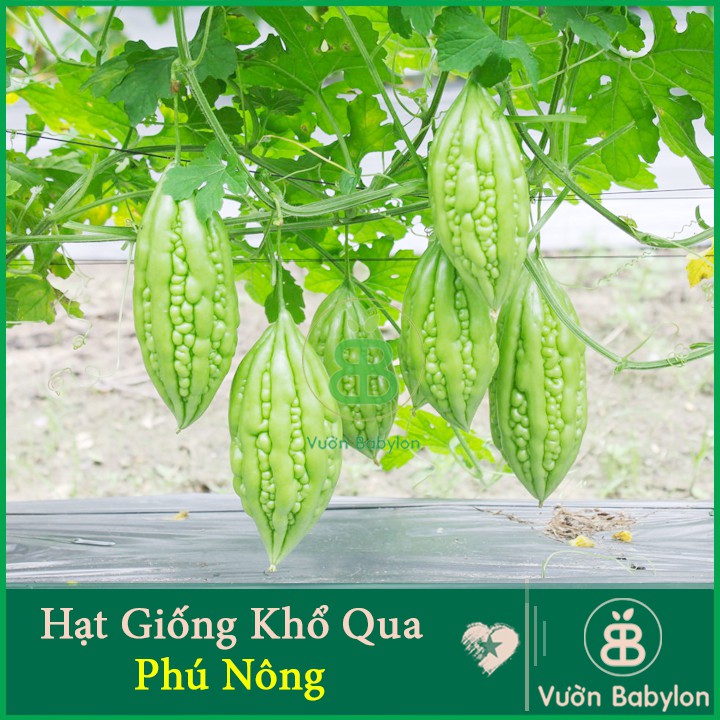 Hạt Giống Khổ Qua (Mướp Đắng) Phát Triển Tốt, Sai Trái