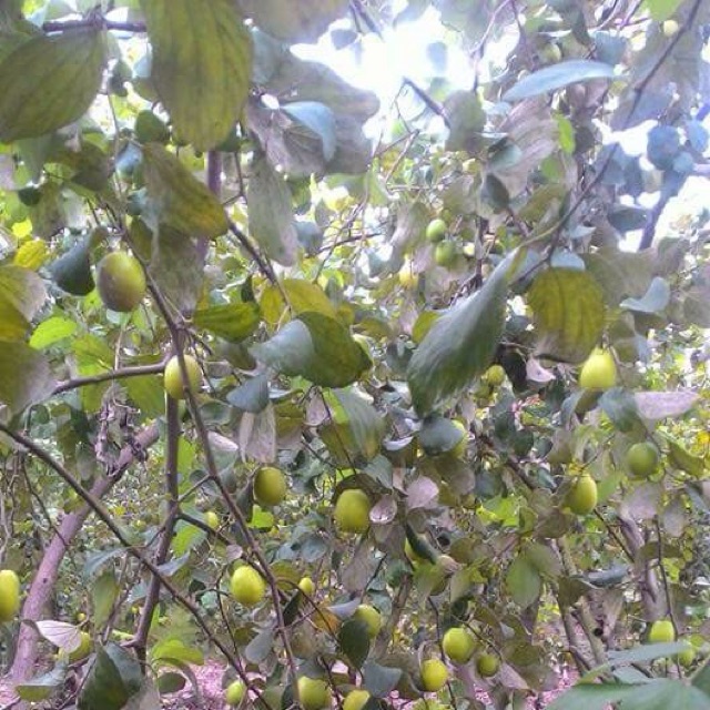 Mứt táo nhà làm