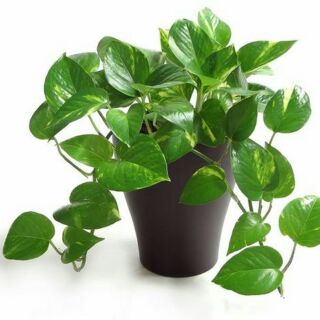 Cây trầu bà trồng đất, nước. bầu cây hình 3,4